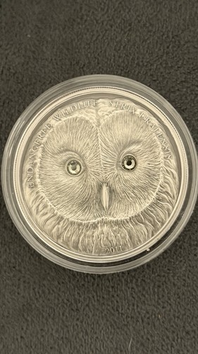 Strix urslensis 2011 - strix, 1